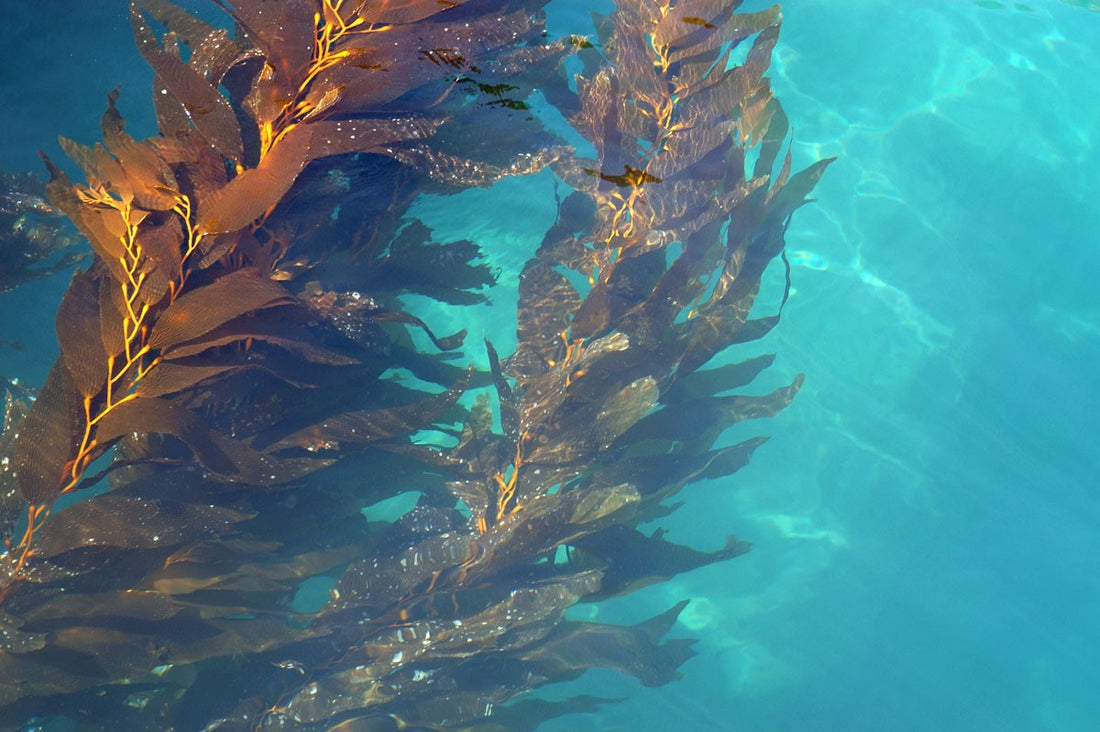 Best Hair Care for Mermaids