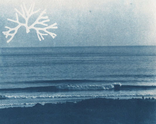Cyanotype Portfolio 7