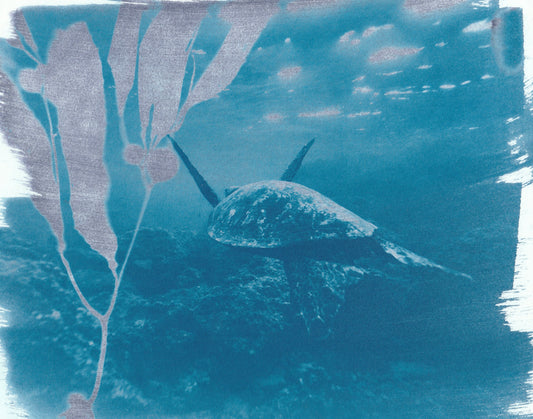Cyanotype Portfolio 24
