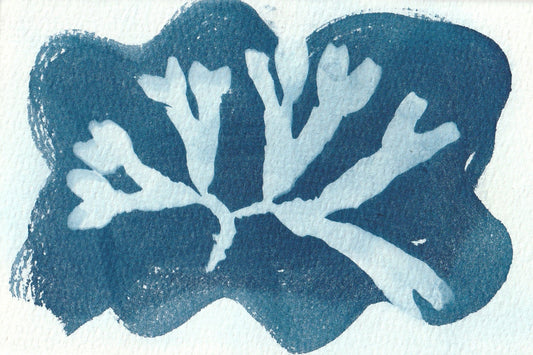 Cyanotype Portfolio 12