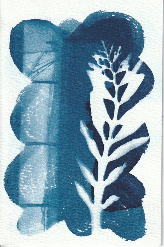 Cyanotype Portfolio 2