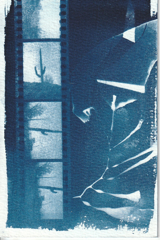 Cyanotype Portfolio 3
