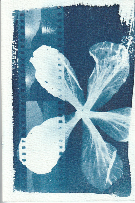 Cyanotype Portfolio 4
