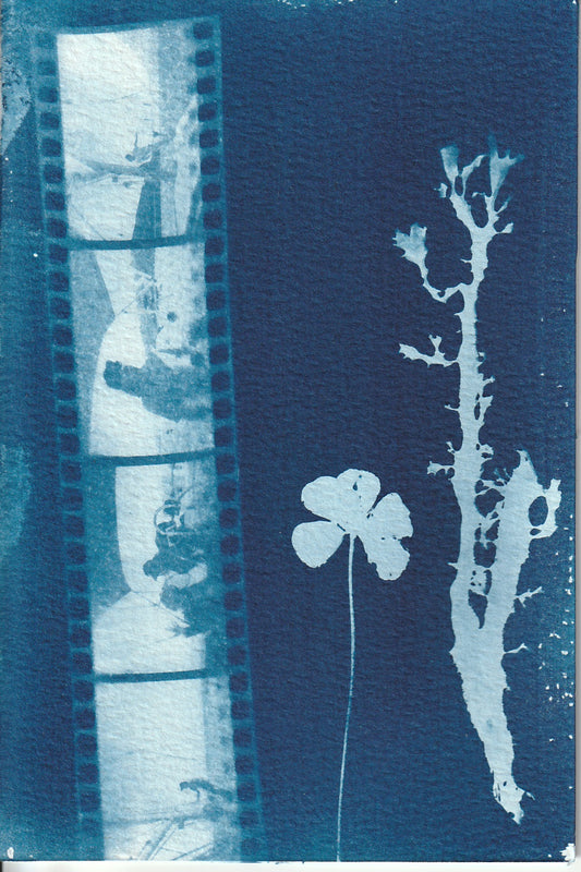 Cyanotype Portfolio 6