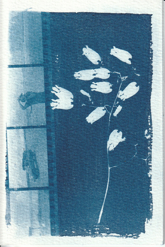 Cyanotype Portfolio 9