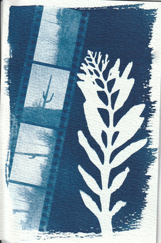 Cyanotype Portfolio 7
