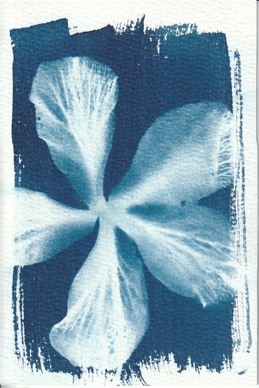 Cyanotype Portfolio 6