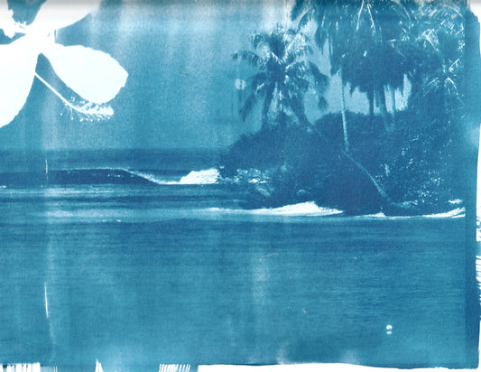 Cyanotype Portfolio 16