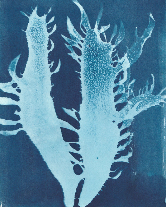 Cyanotype Portfolio 5