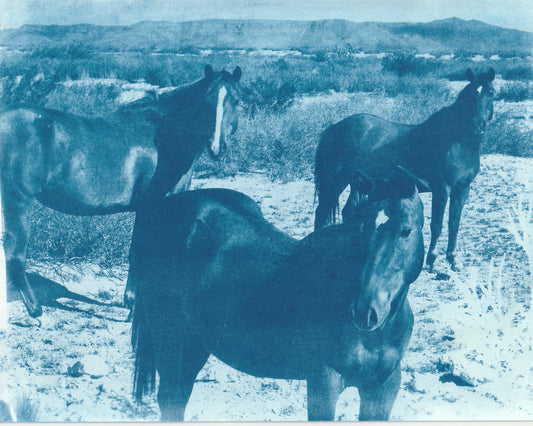Cyanotype Portfolio 34