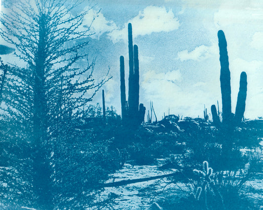 Cyanotype Portfolio 33