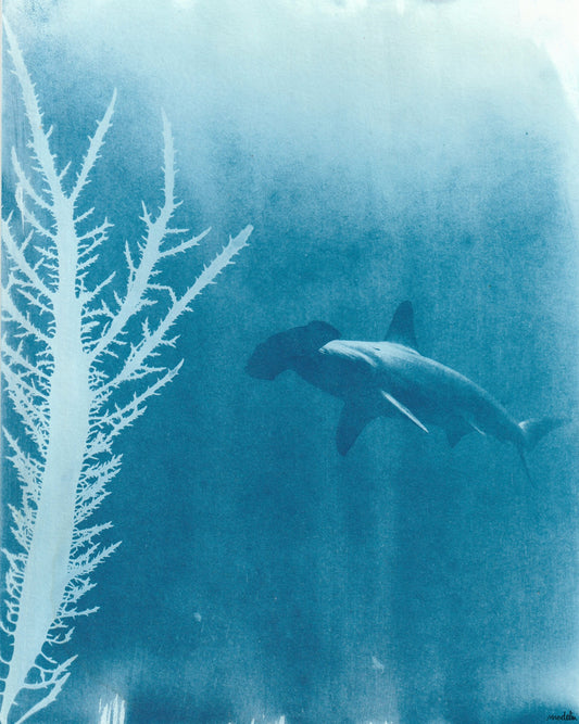 Hammerhead Shark