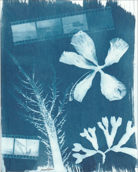Cyanotype Portfolio 1