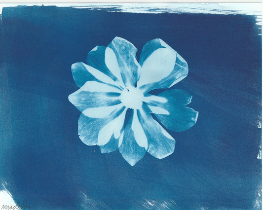 Cyanotype Portfolio 9