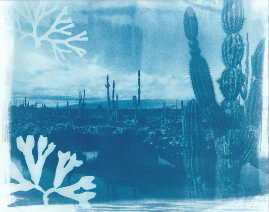Cyanotype Portfolio 27