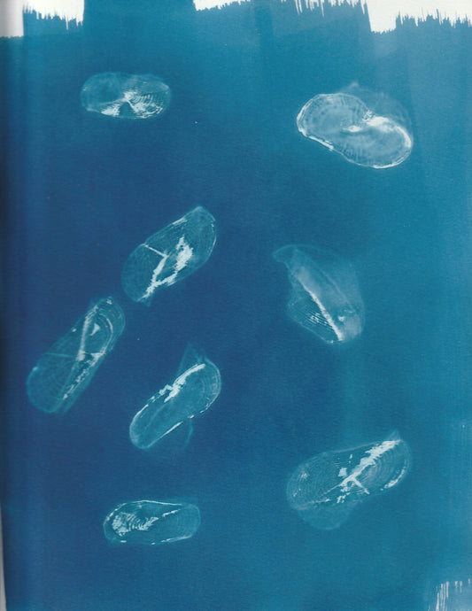 Cyanotype Portfolio 15