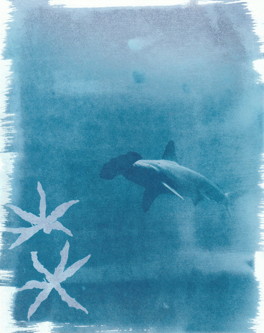 Cyanotype Portfolio 25