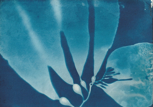 Cyanotype Portfolio 3