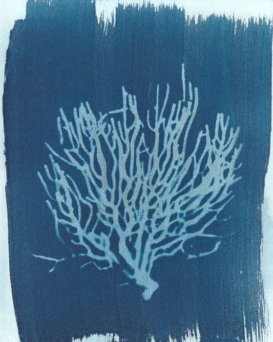 Cyanotype Portfolio 2