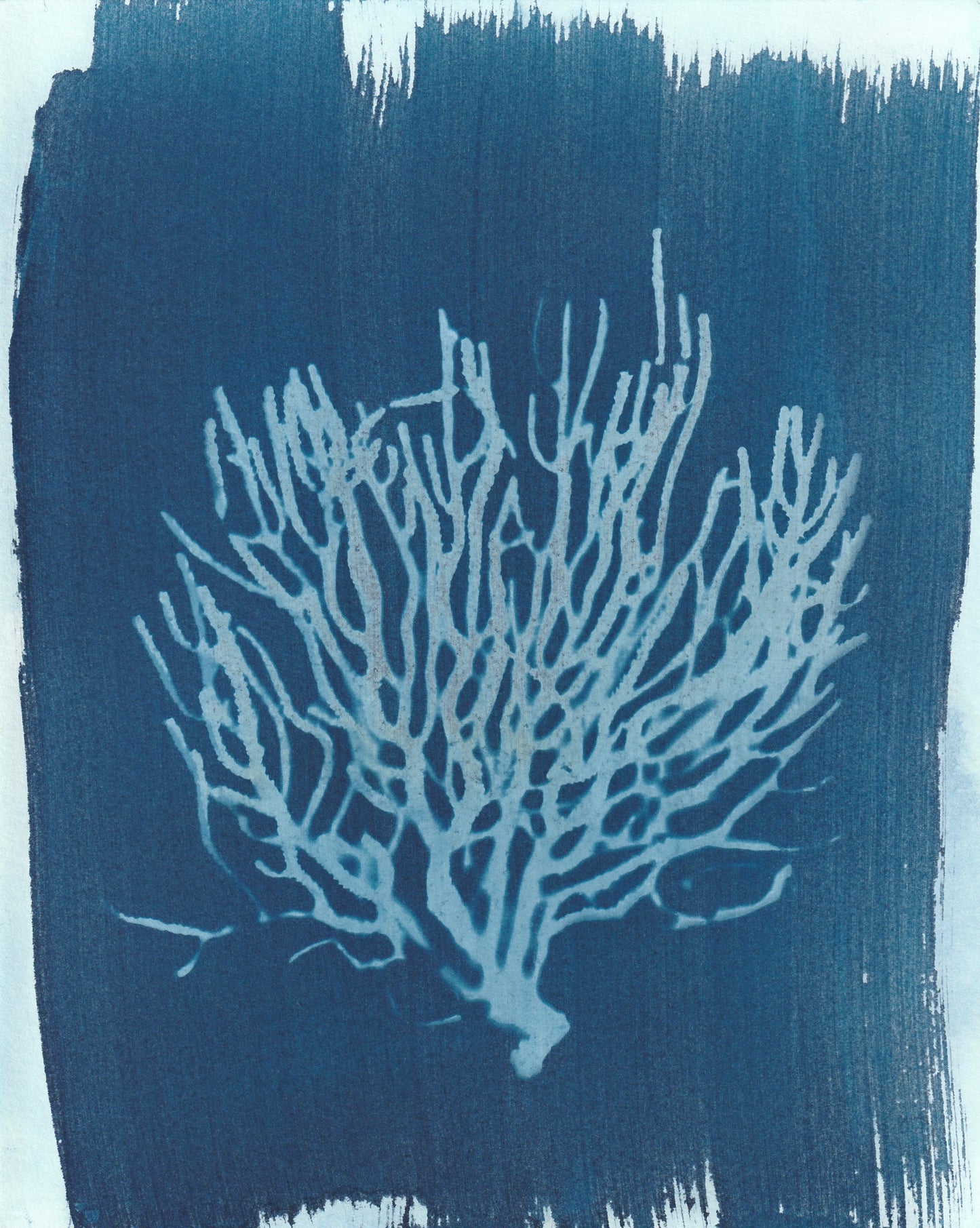 seaweed stuff gift card