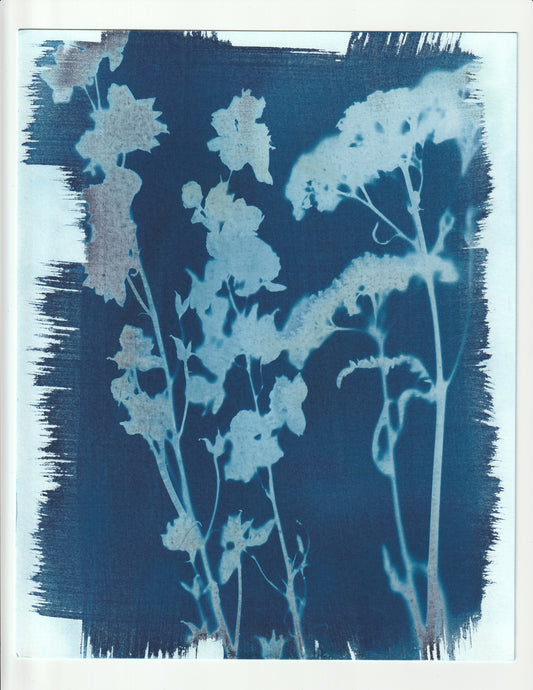 Cyanotype Portfolio 16