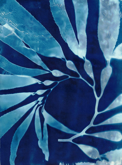 Giant Kelp Specimen 4