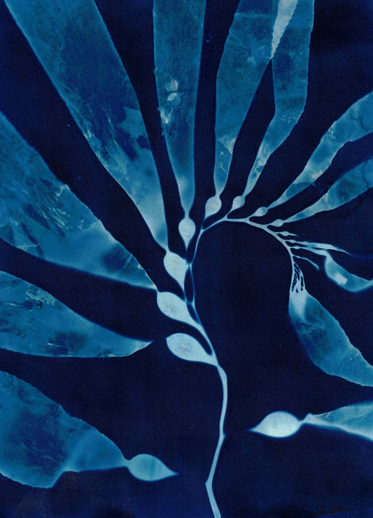 Cyanotype Portfolio 10