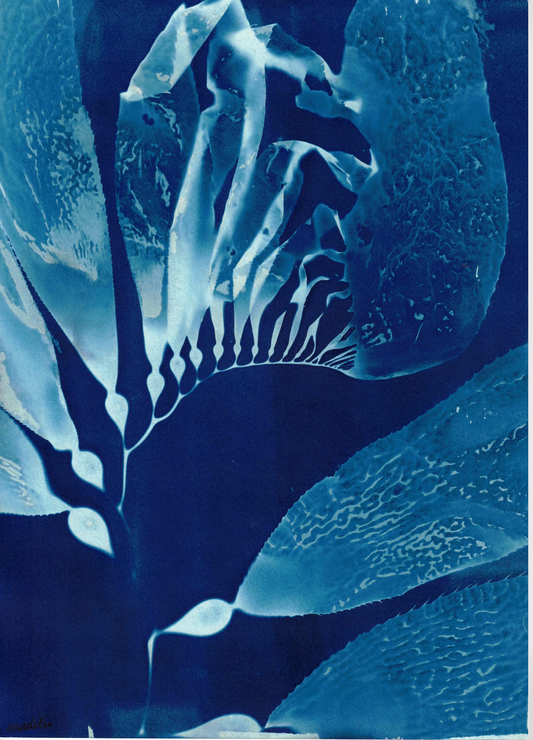 Cyanotype Portfolio 8