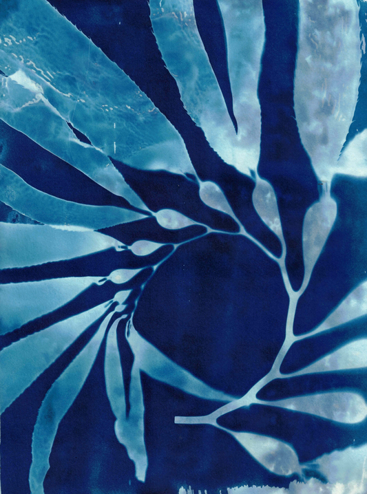 Cyanotype Portfolio 1