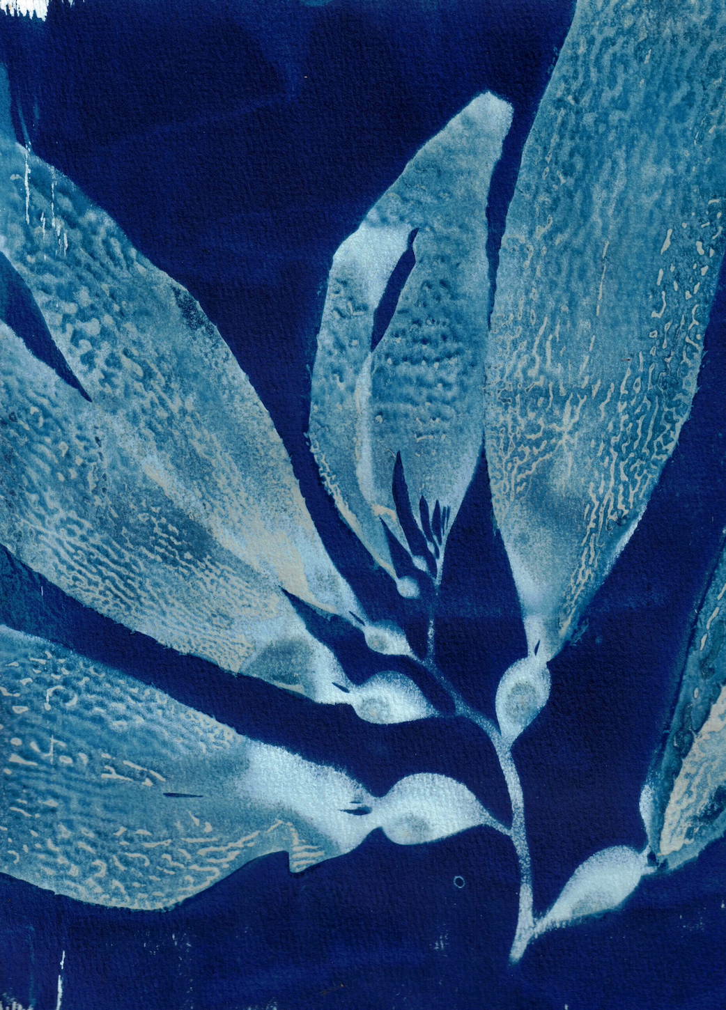 giant kelp on canvas