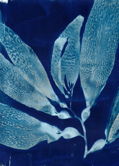 giant kelp on canvas