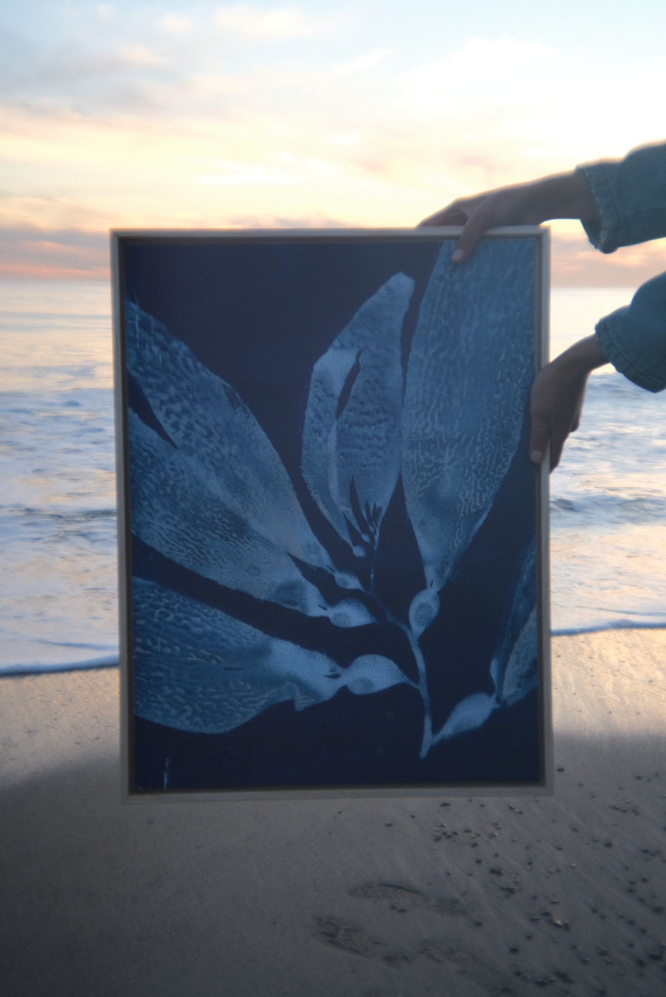giant kelp on canvas
