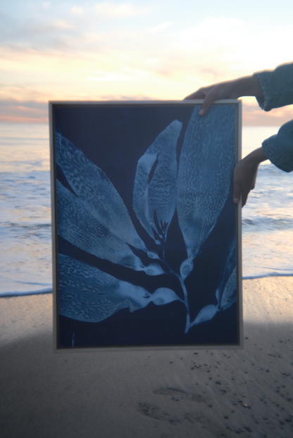 giant kelp on canvas